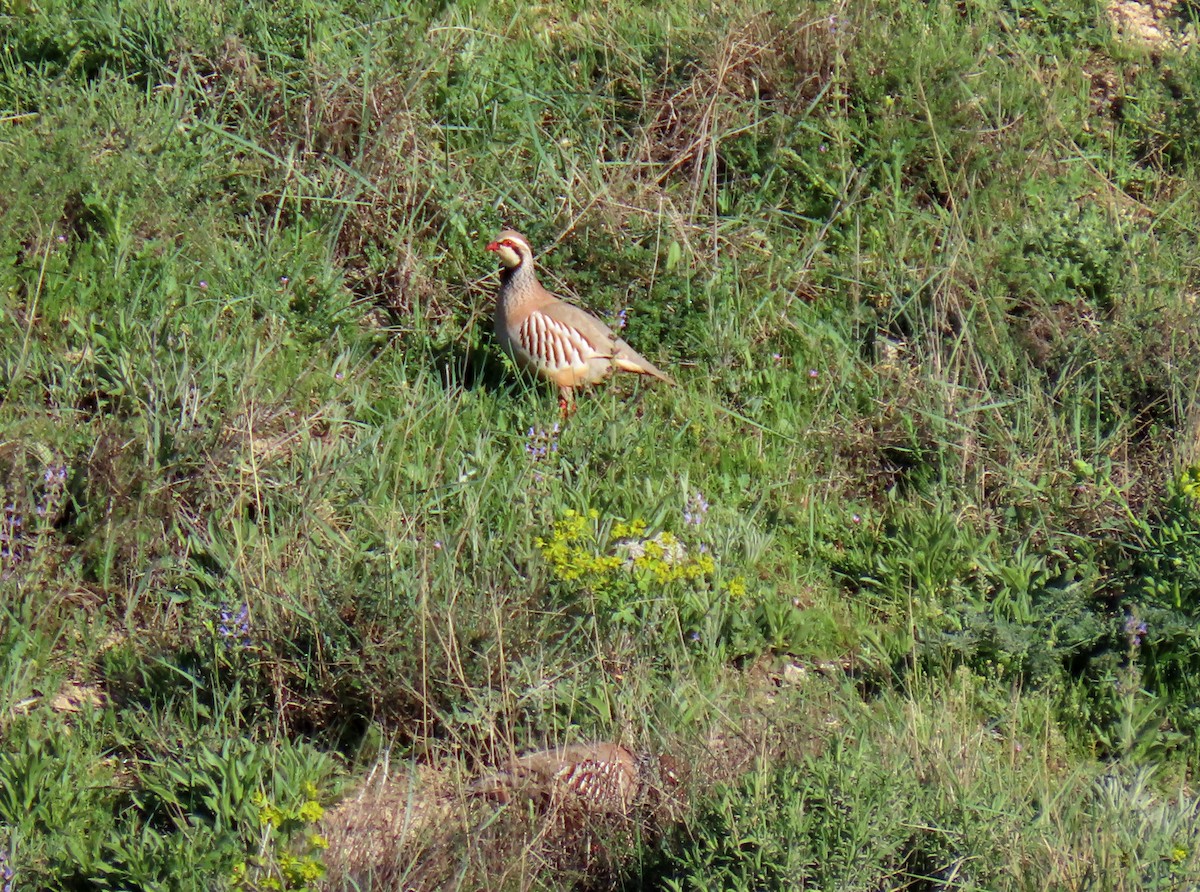 Red-legged Partridge - ML617515401