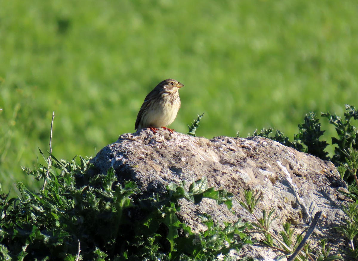 Corn Bunting - ML617515413