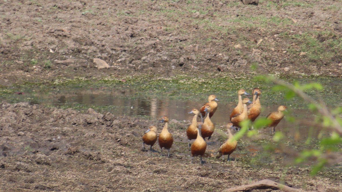 Lesser Whistling-Duck - Sujay Biswas