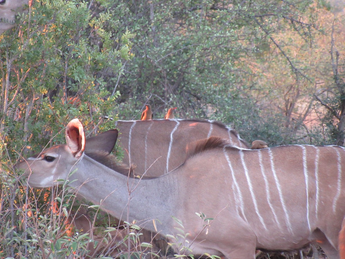 Red-billed Oxpecker - ML617515453