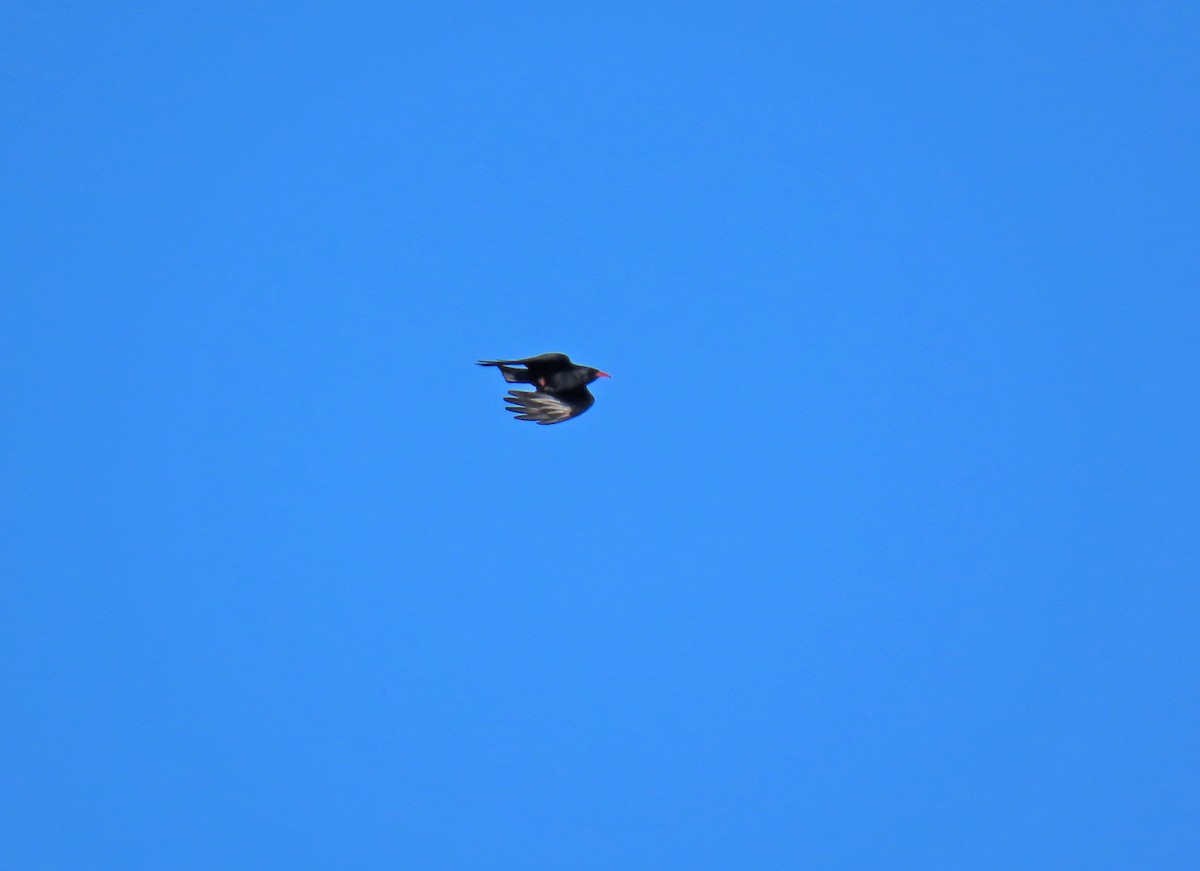 Red-billed Chough - ML617515460