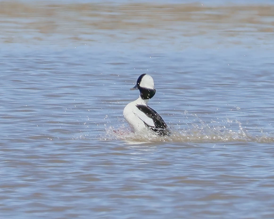 Bufflehead - ML617515472