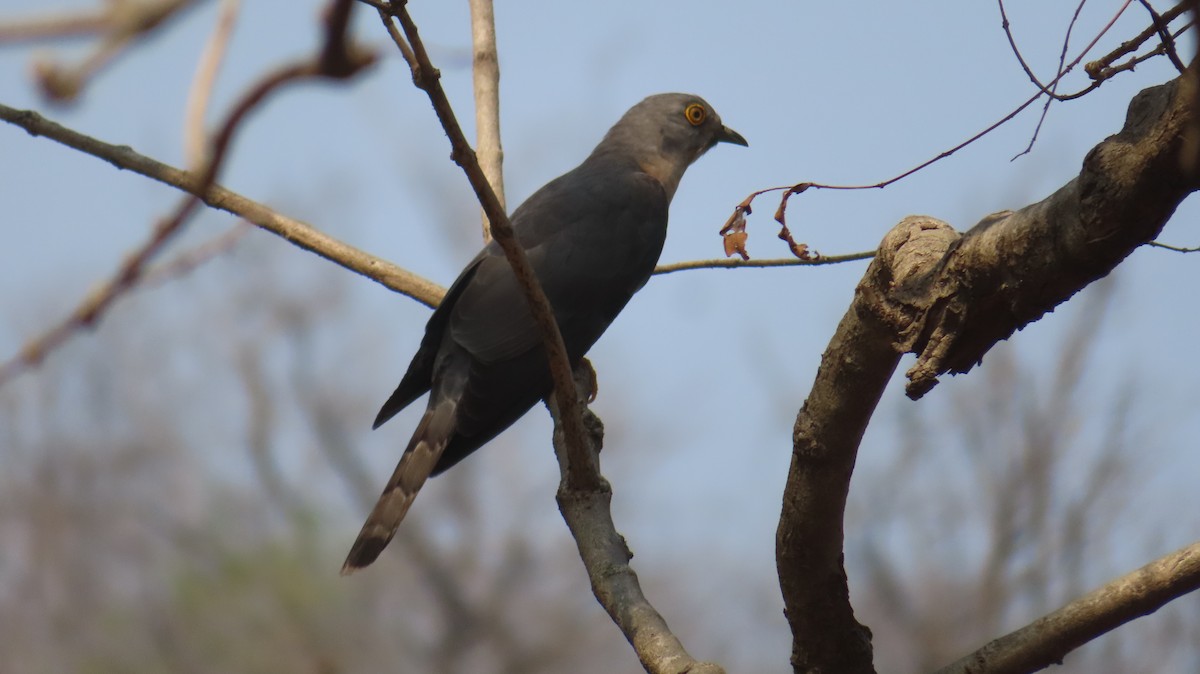 Common Hawk-Cuckoo - Sujay Biswas