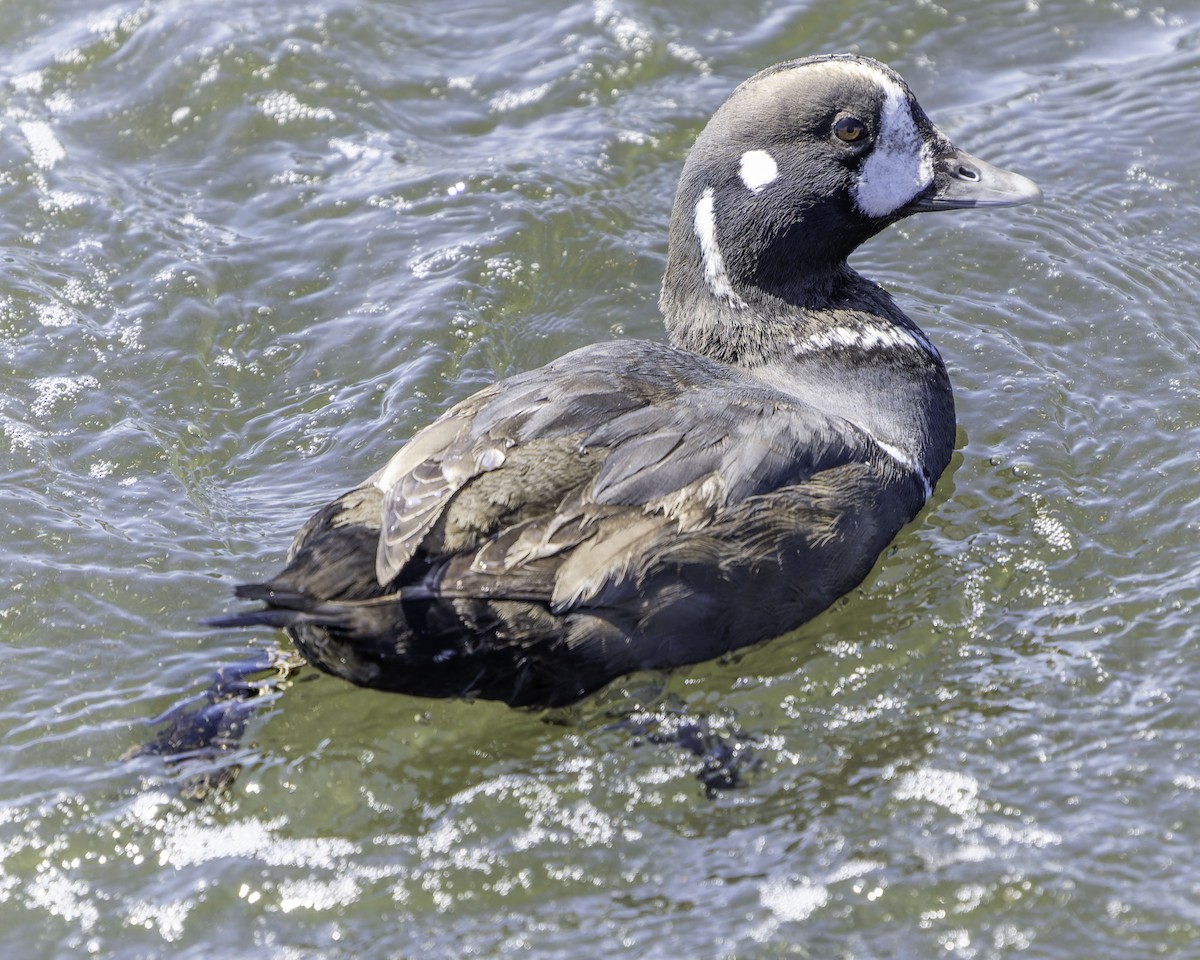 Pato Arlequín - ML617515527