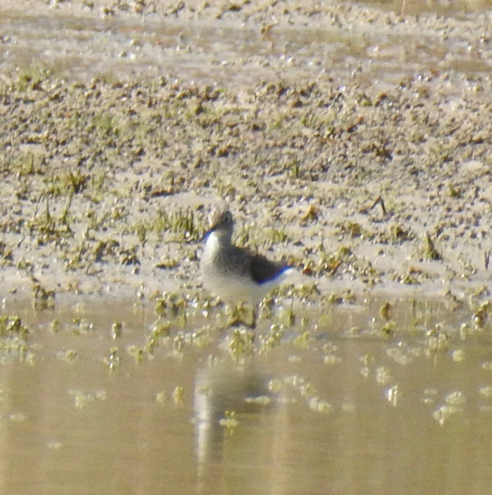 Solitary Sandpiper - ML617515569