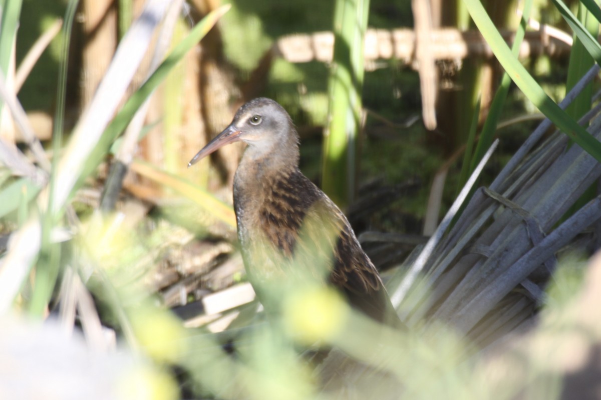 Virginia Rail - ML617515603