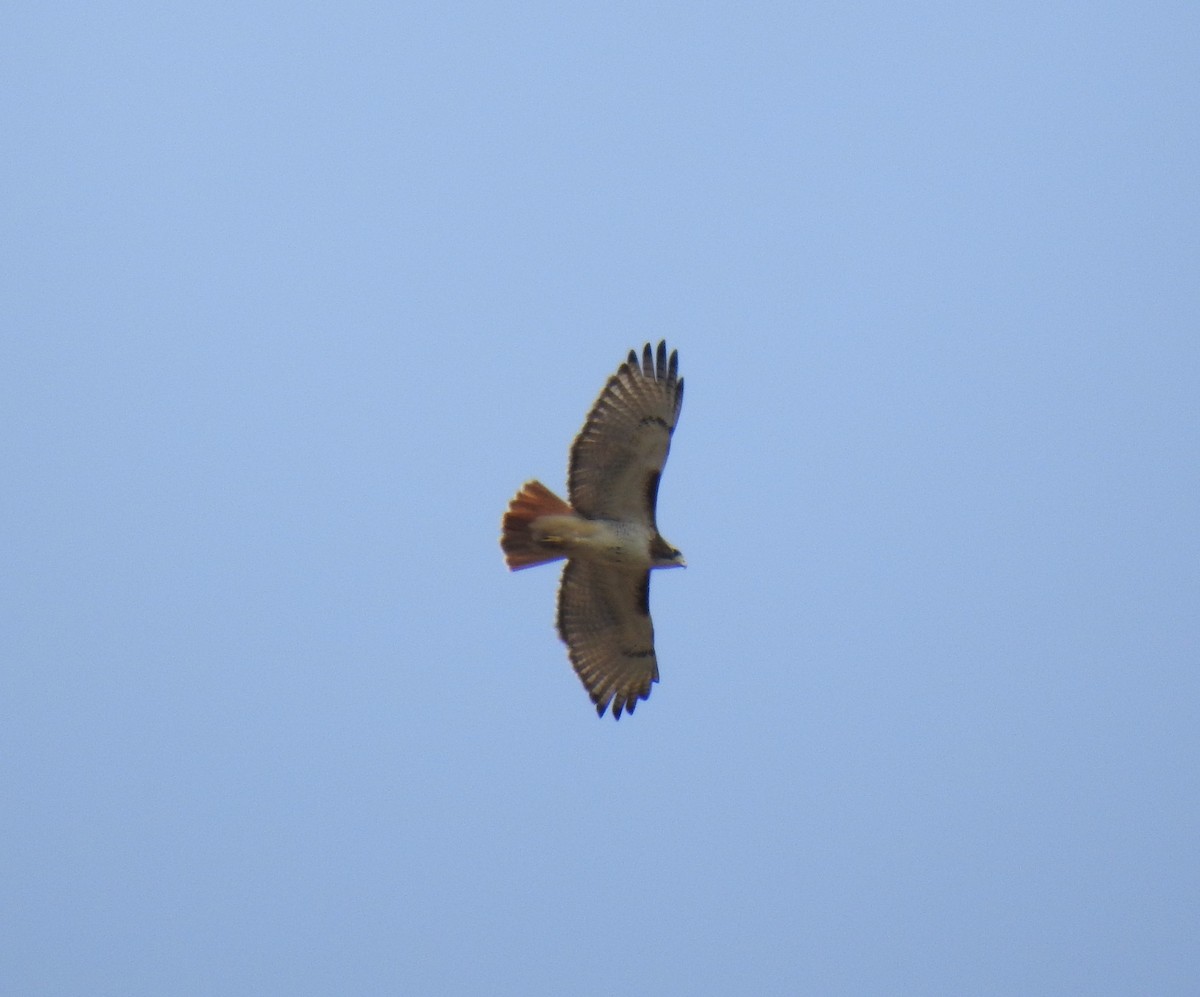 Red-tailed Hawk - ML617515604