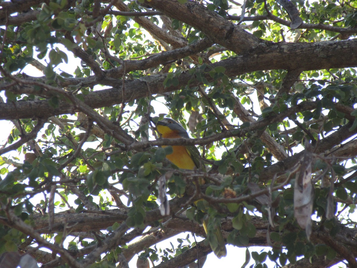 Gray-headed Bushshrike - Ashlyn Campbell