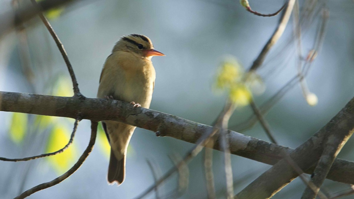 Worm-eating Warbler - ML617515659