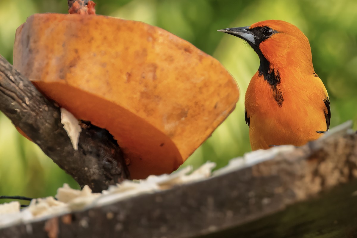 Oriole à dos rayé (groupe pustulatus) - ML617515670