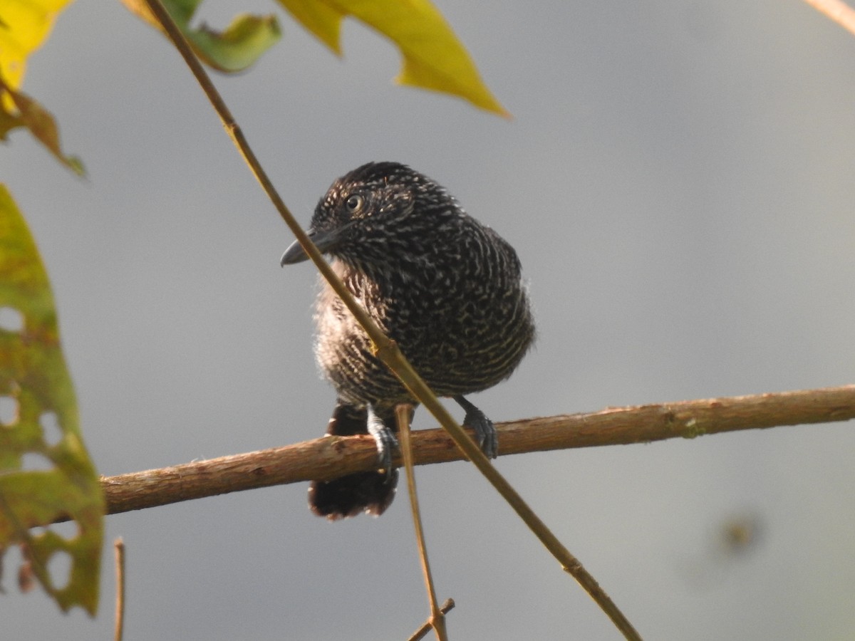 Lined Antshrike - ML617515700