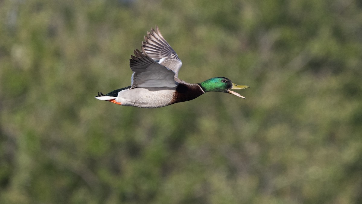 Mallard - ML617515706