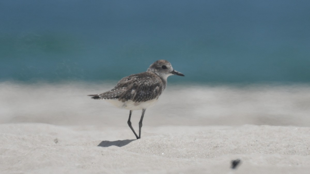 Black-bellied Plover - Vlad Sladariu