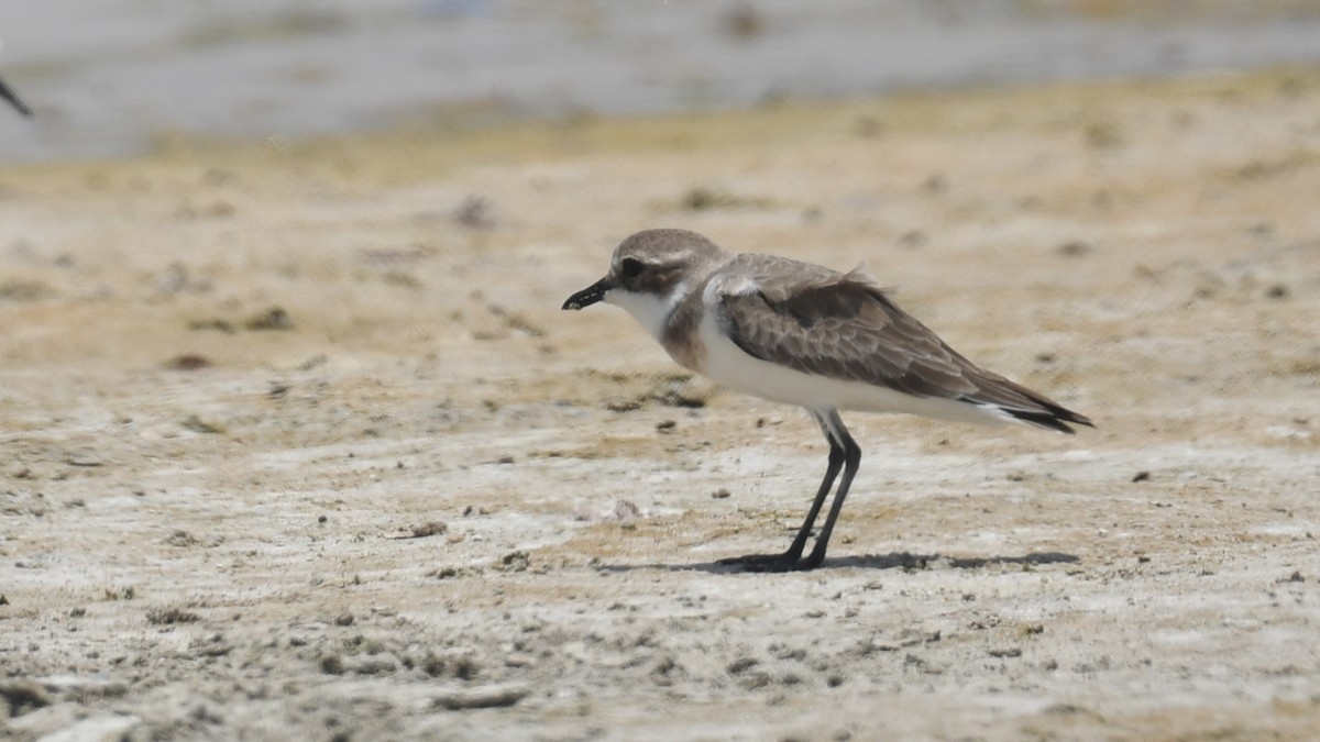 Tibetan Sand-Plover - ML617515715