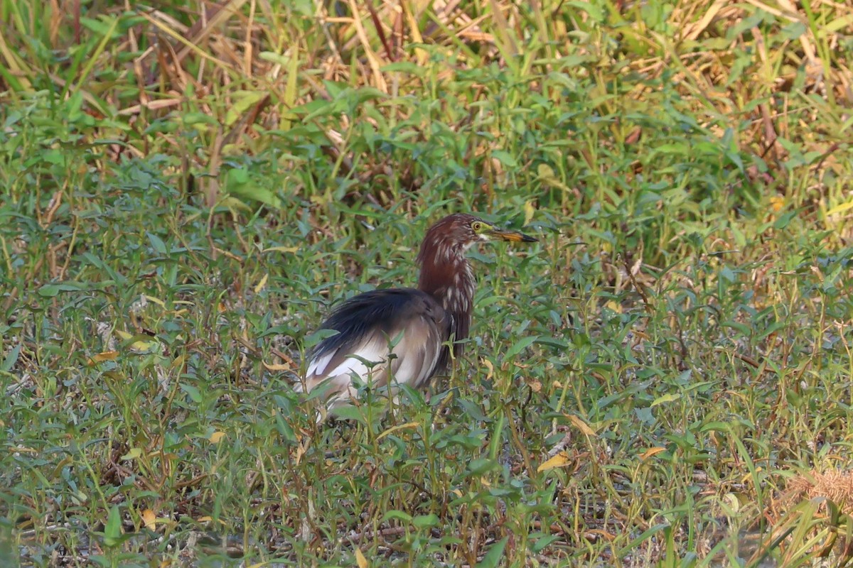 Chinese Pond-Heron - Krit Adirek