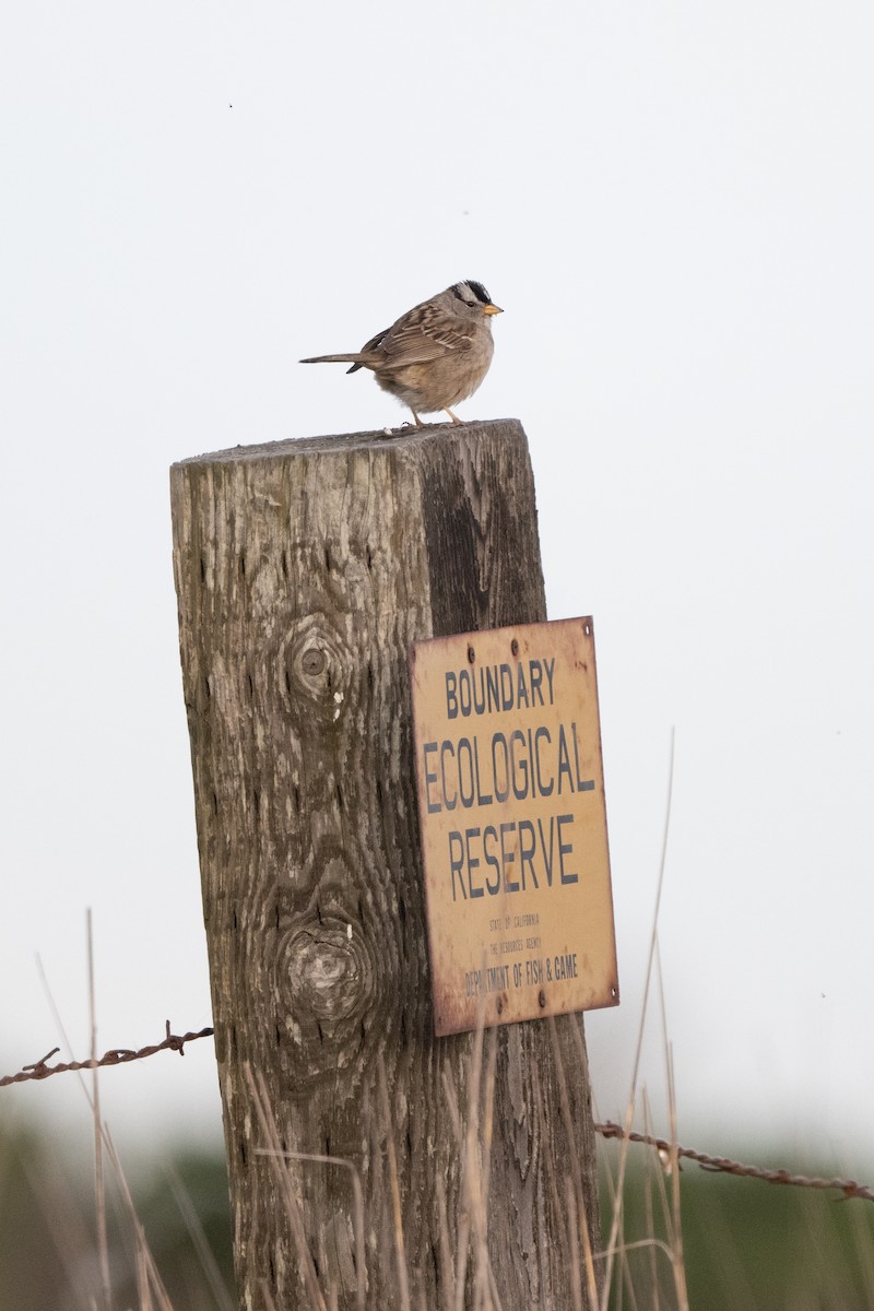 White-crowned Sparrow - ML617515744