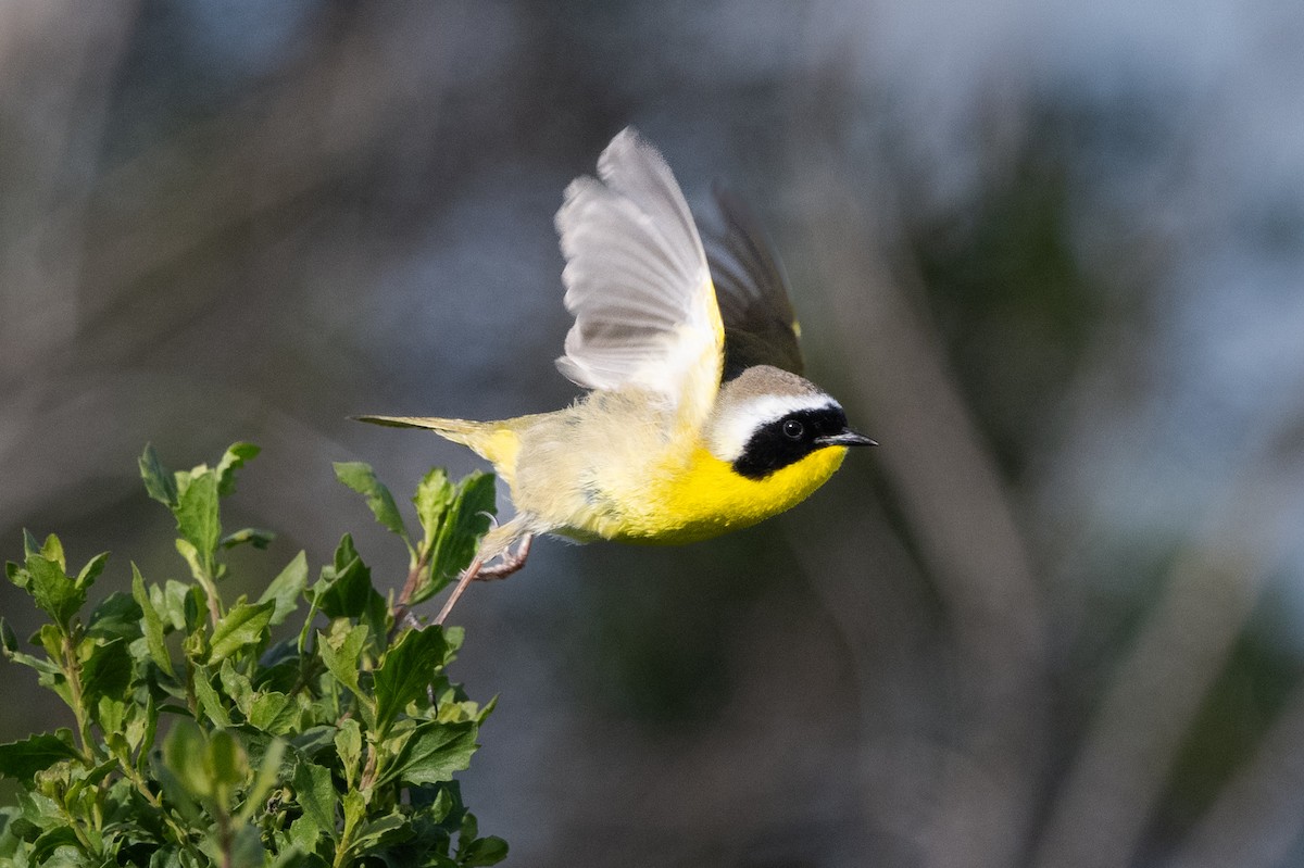 Common Yellowthroat - Steve Pearl