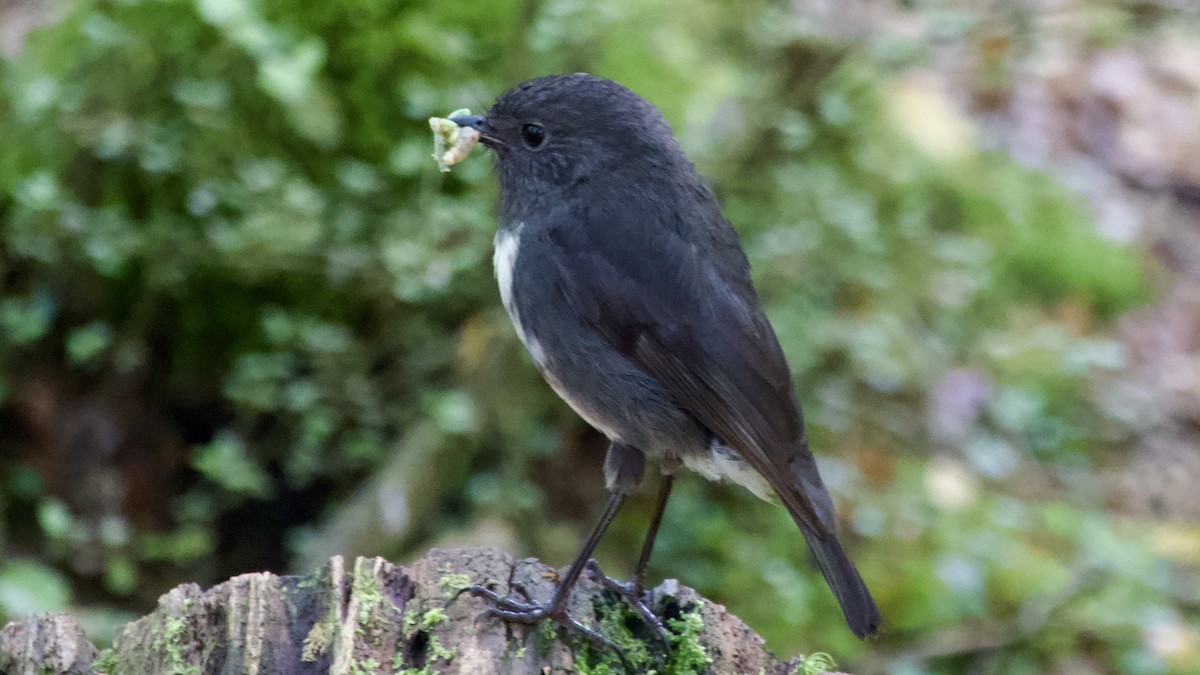 South Island Robin - Jan Ekkers