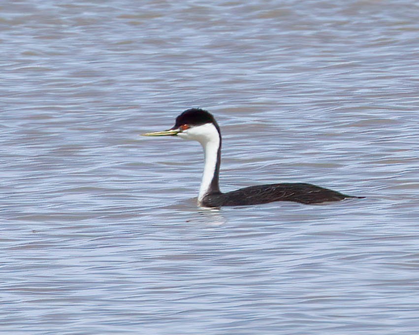 Western Grebe - ML617515794