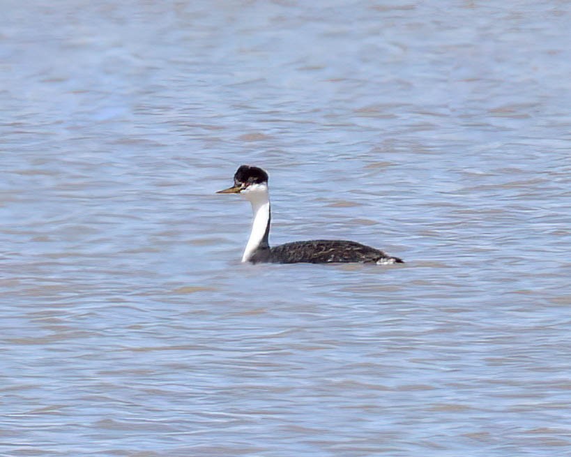 Western Grebe - ML617515797