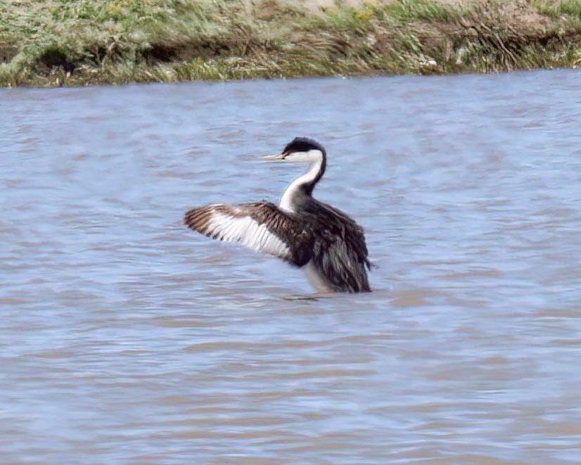 Western Grebe - ML617515799