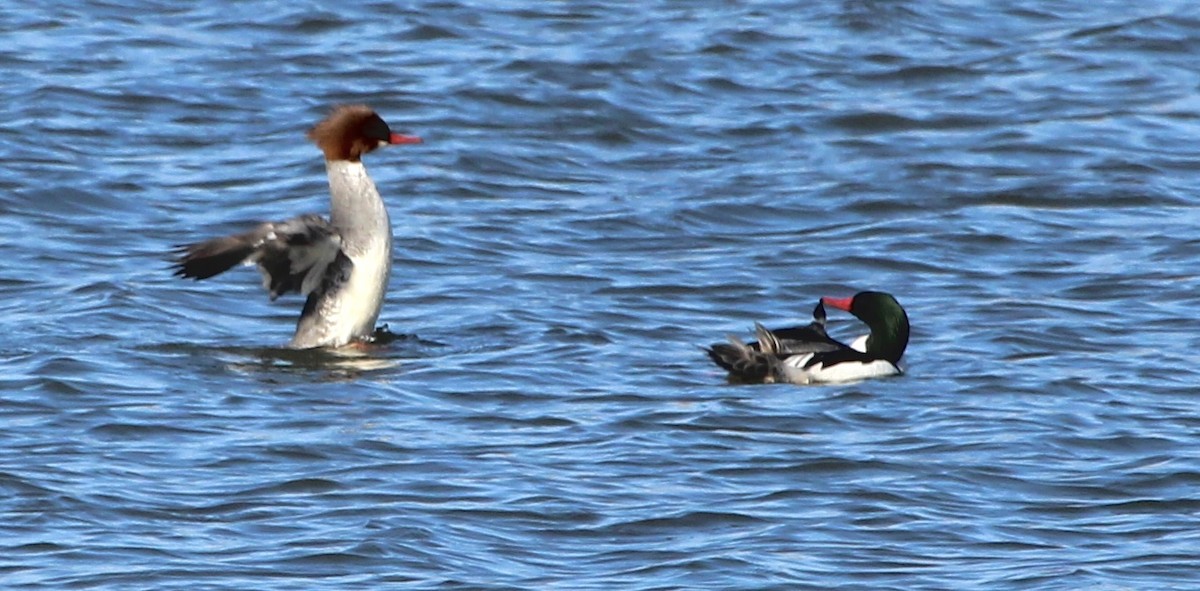 Common Merganser - ML617515808