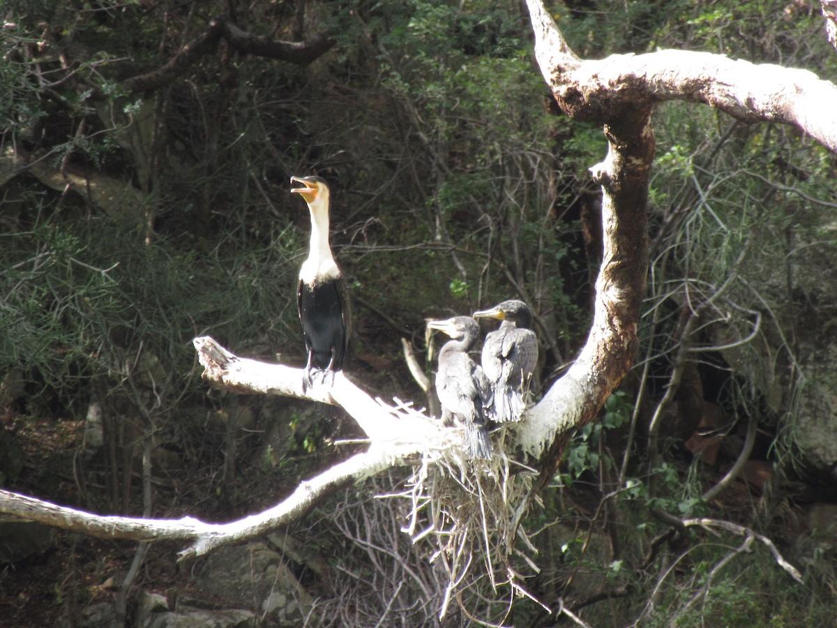 Cormorán Grande (ventriblanco) - ML617515909