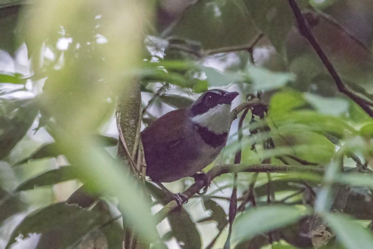 Sierra Nevada Brushfinch - ML617515922