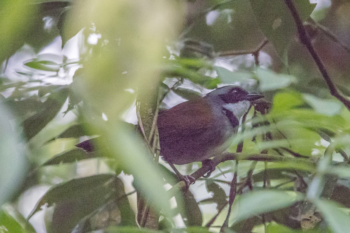 Sierra Nevada Brushfinch - ML617515924