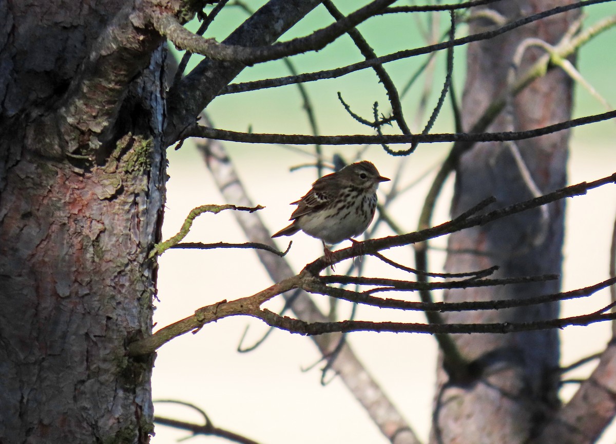 Tree Pipit - ML617515966