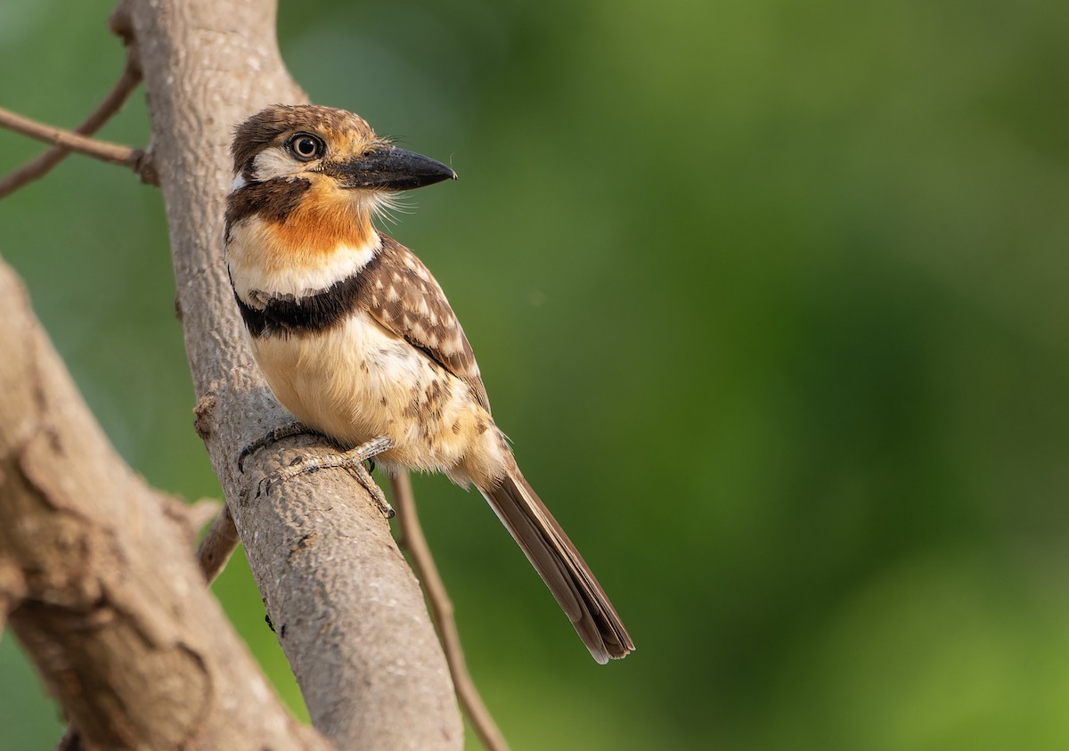 Russet-throated Puffbird - ML617515970