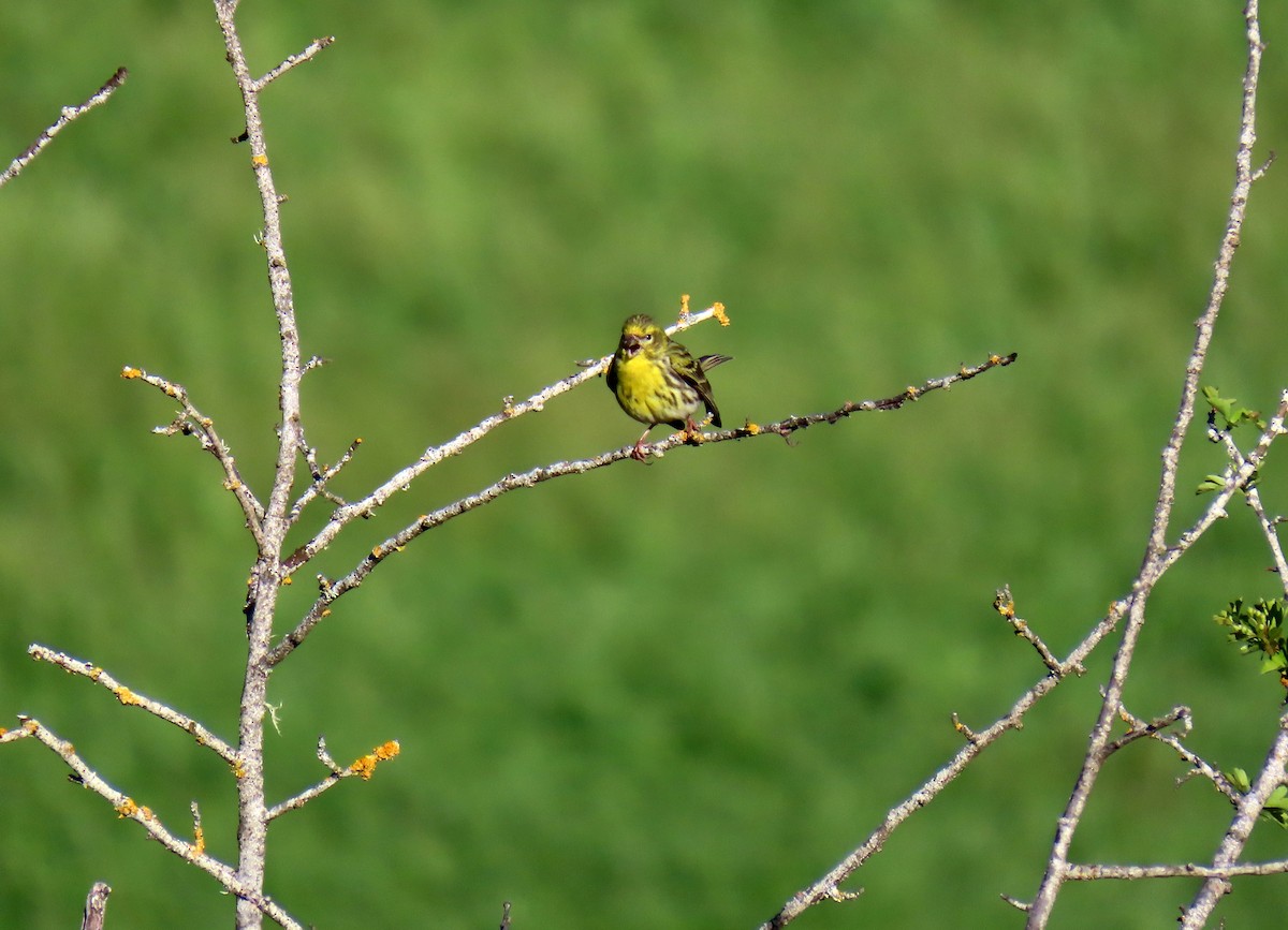 European Serin - ML617516001