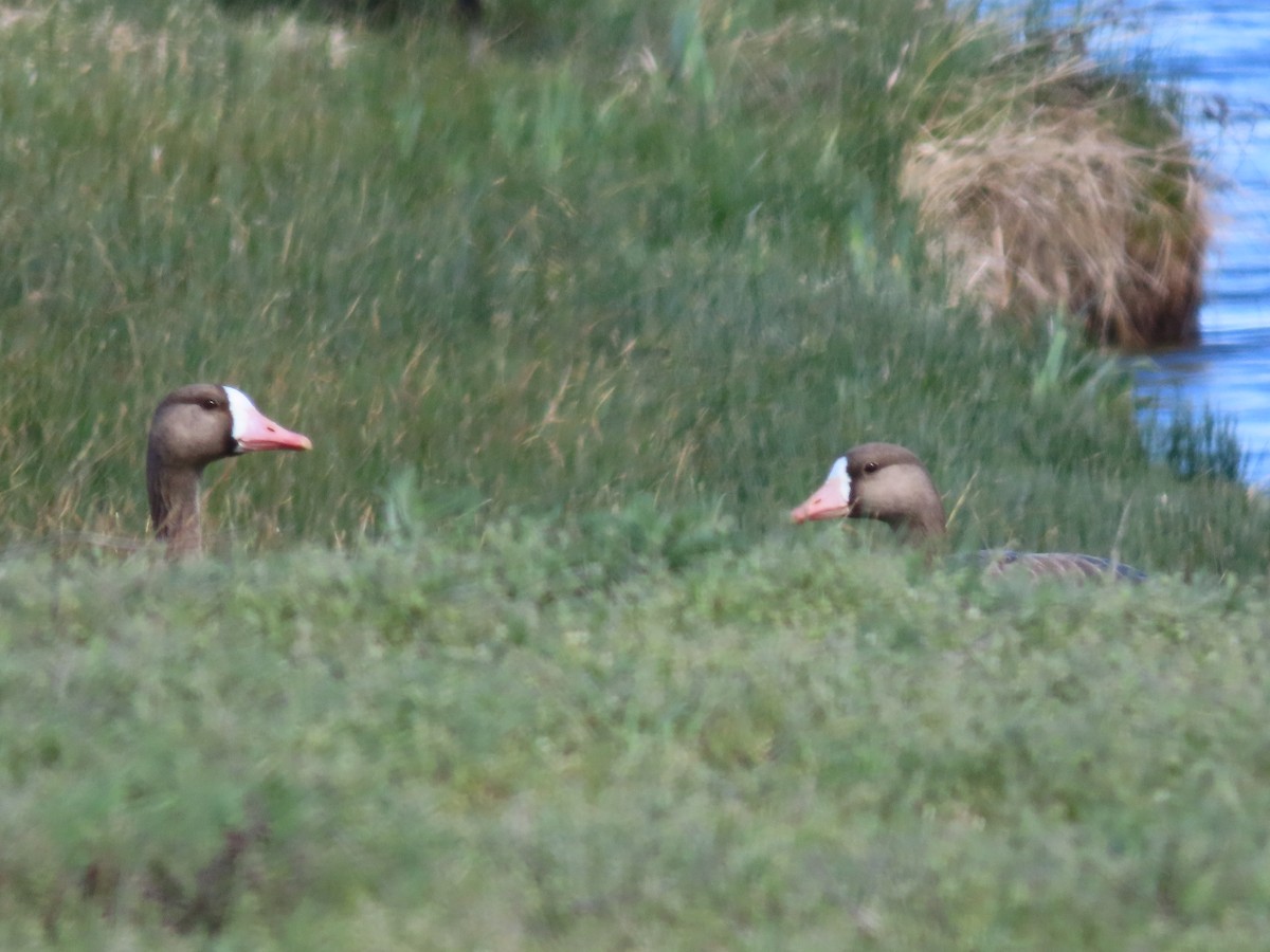 Greater White-fronted Goose - ML617516025