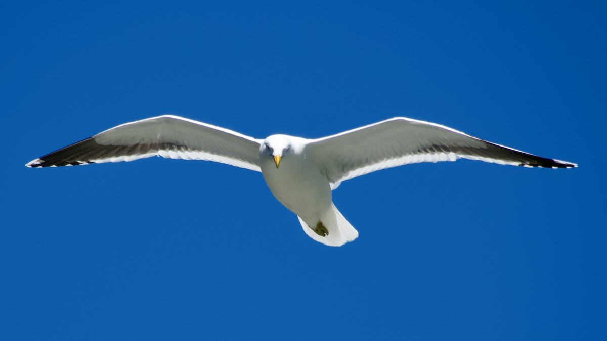 Kelp Gull - ML617516060