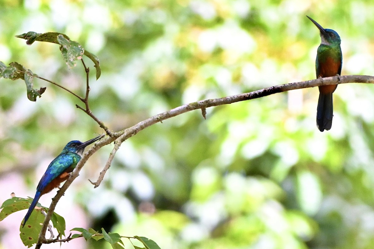 Green-tailed Jacamar - ML617516078