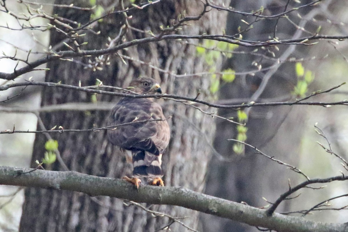 Broad-winged Hawk - ML617516084