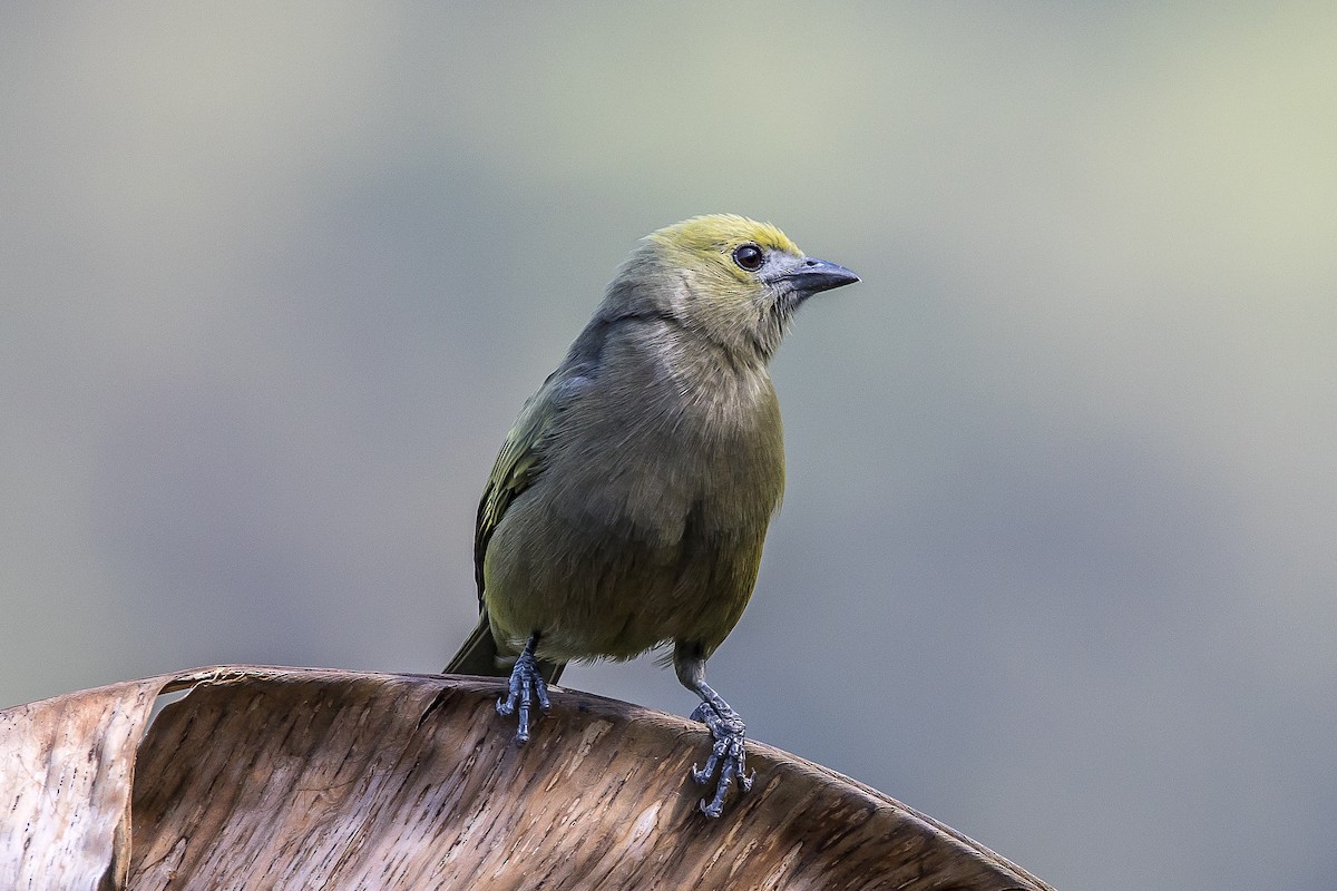 Palm Tanager - Paul Budde