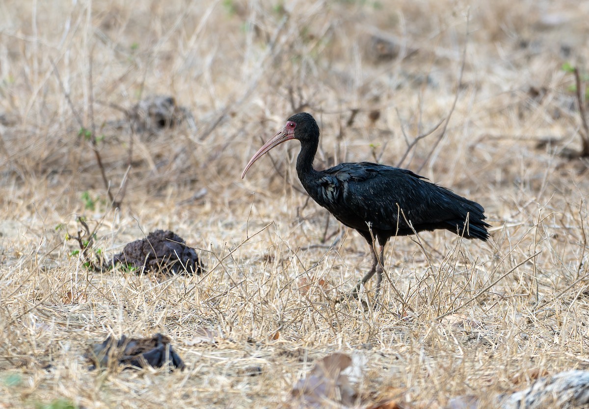 Bare-faced Ibis - ML617516113