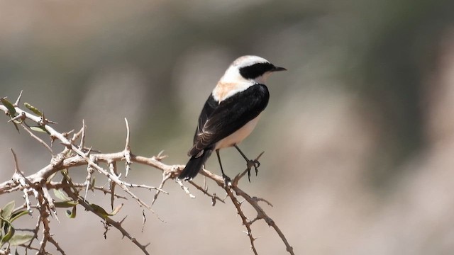 Eastern Black-eared Wheatear - ML617516116