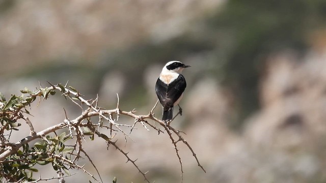 Eastern Black-eared Wheatear - ML617516117