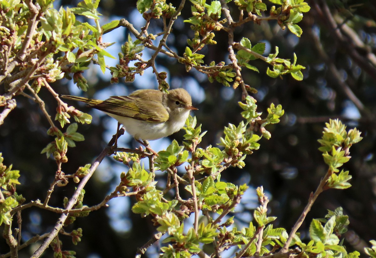 Western Bonelli's Warbler - ML617516118