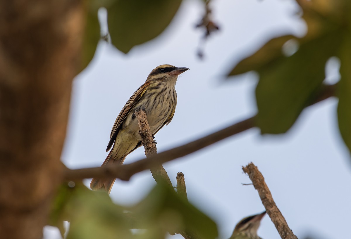 Streaked Flycatcher - ML617516120