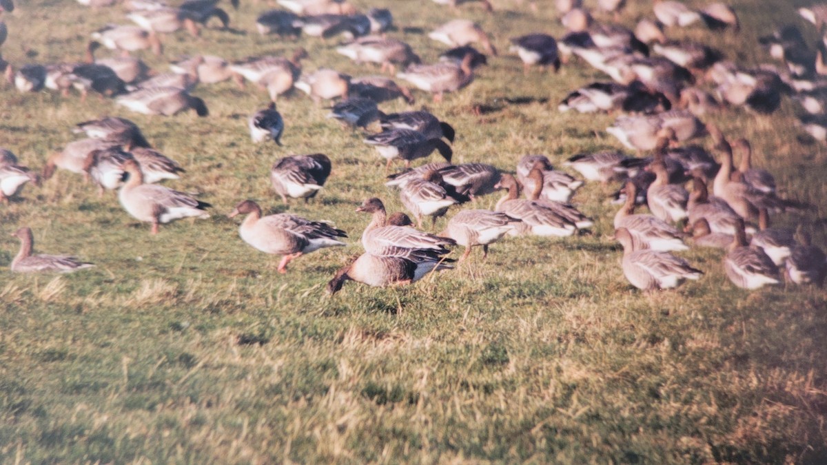 Pink-footed Goose - ML617516124