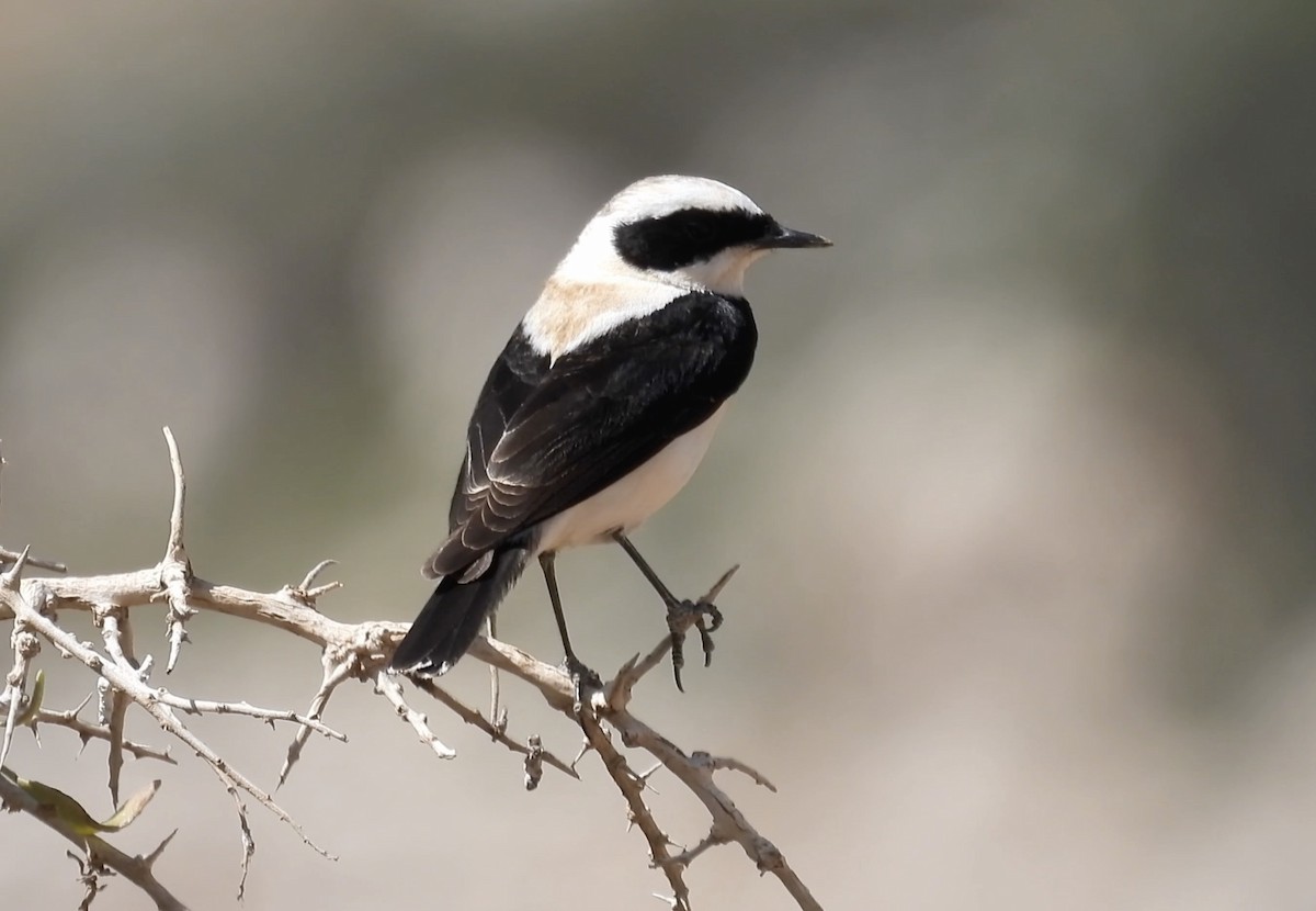 Eastern Black-eared Wheatear - ML617516148