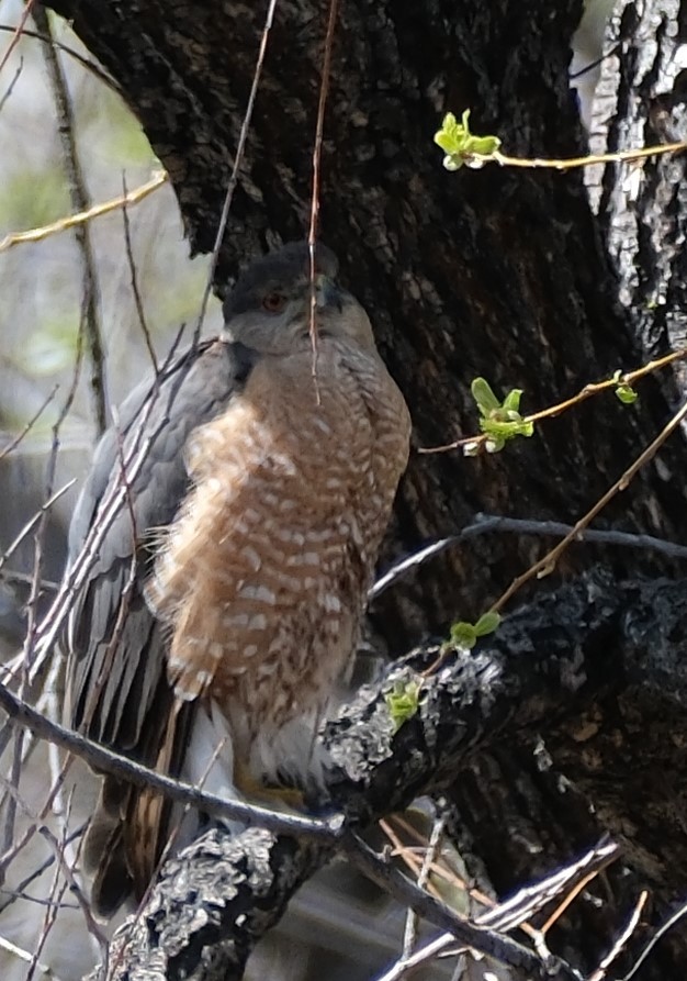 Cooper's Hawk - ML617516157