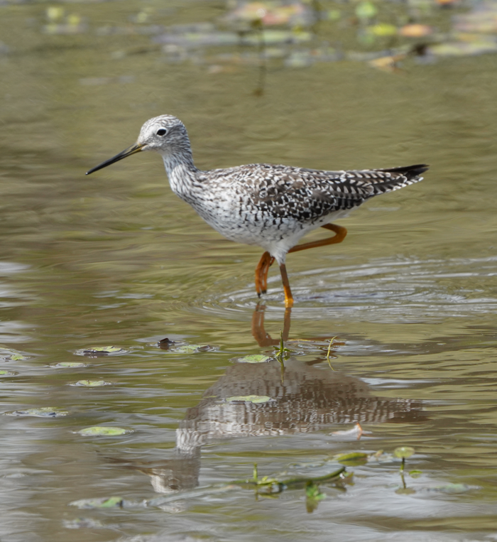 Greater Yellowlegs - ML617516169