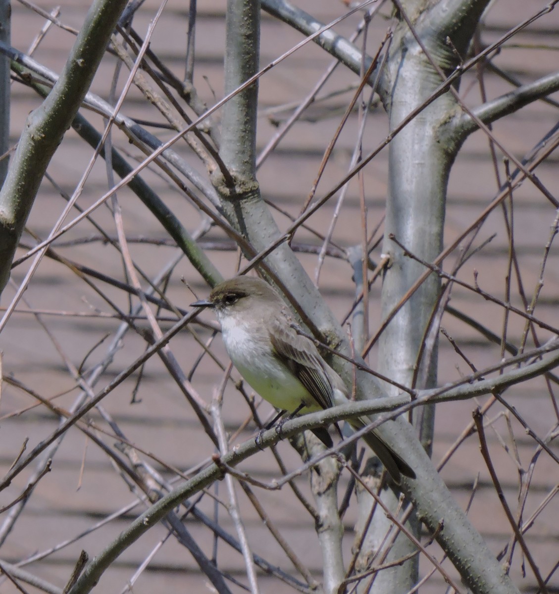 Eastern Phoebe - ML617516170