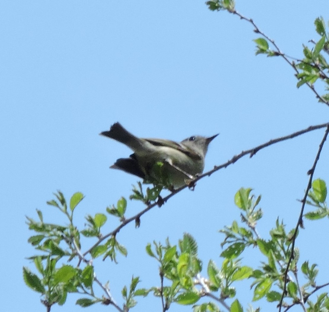 Ruby-crowned Kinglet - ML617516182