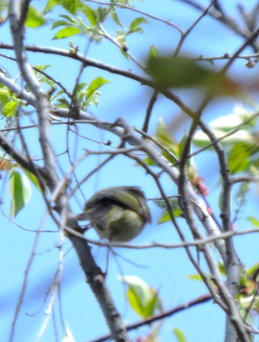 Ruby-crowned Kinglet - ML617516189