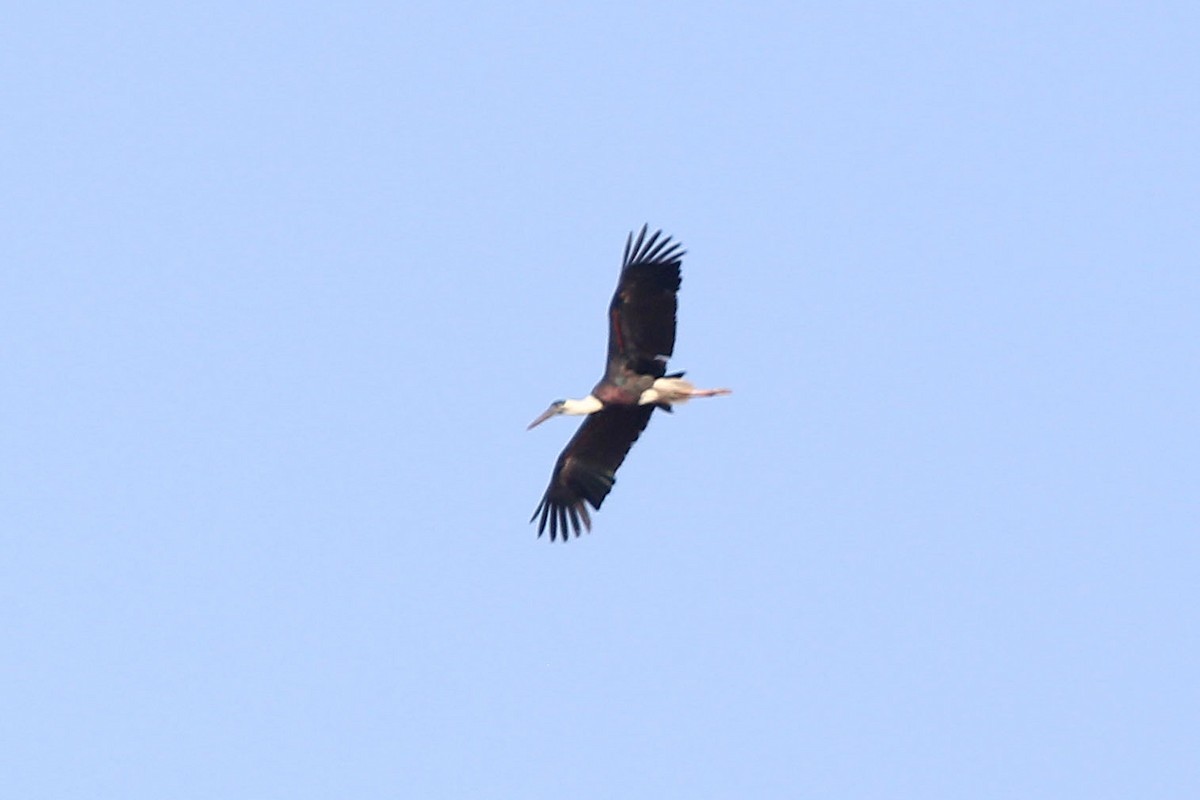 Asian Woolly-necked Stork - ML617516198